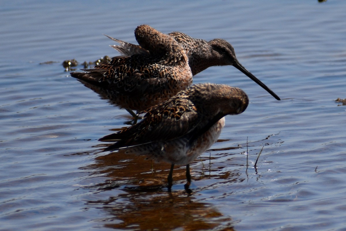 Long-billed Dowitcher - ML568046331
