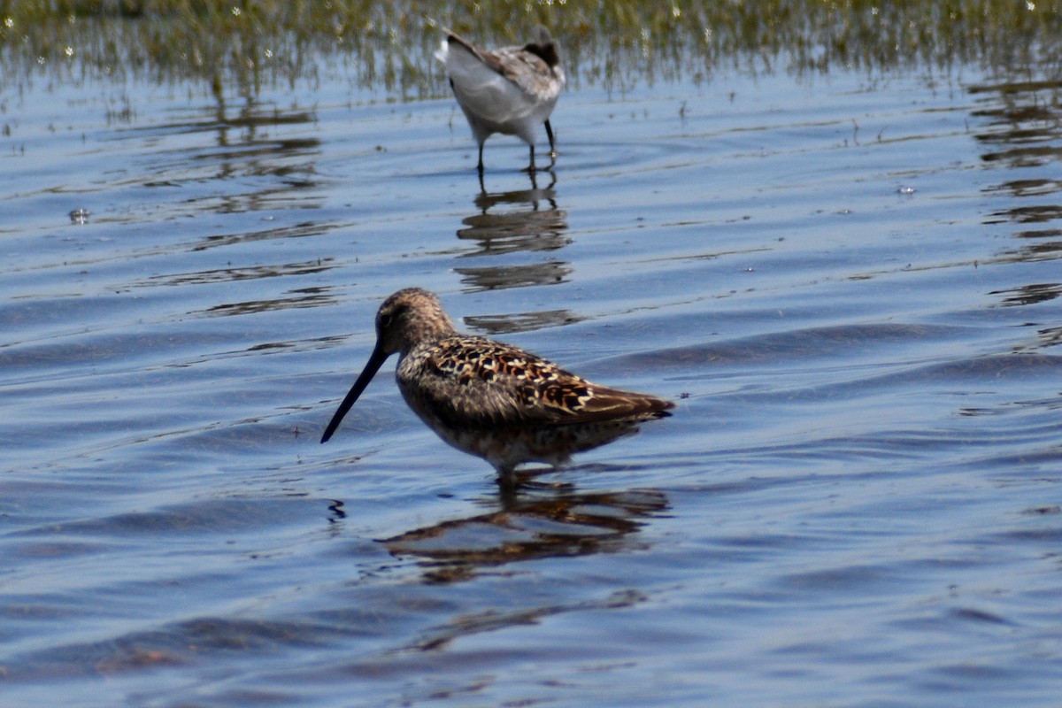 Long-billed Dowitcher - ML568046461