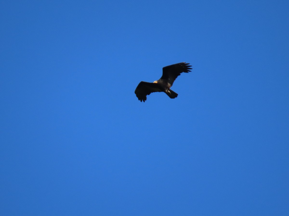 Greater Yellow-headed Vulture - ML568046911