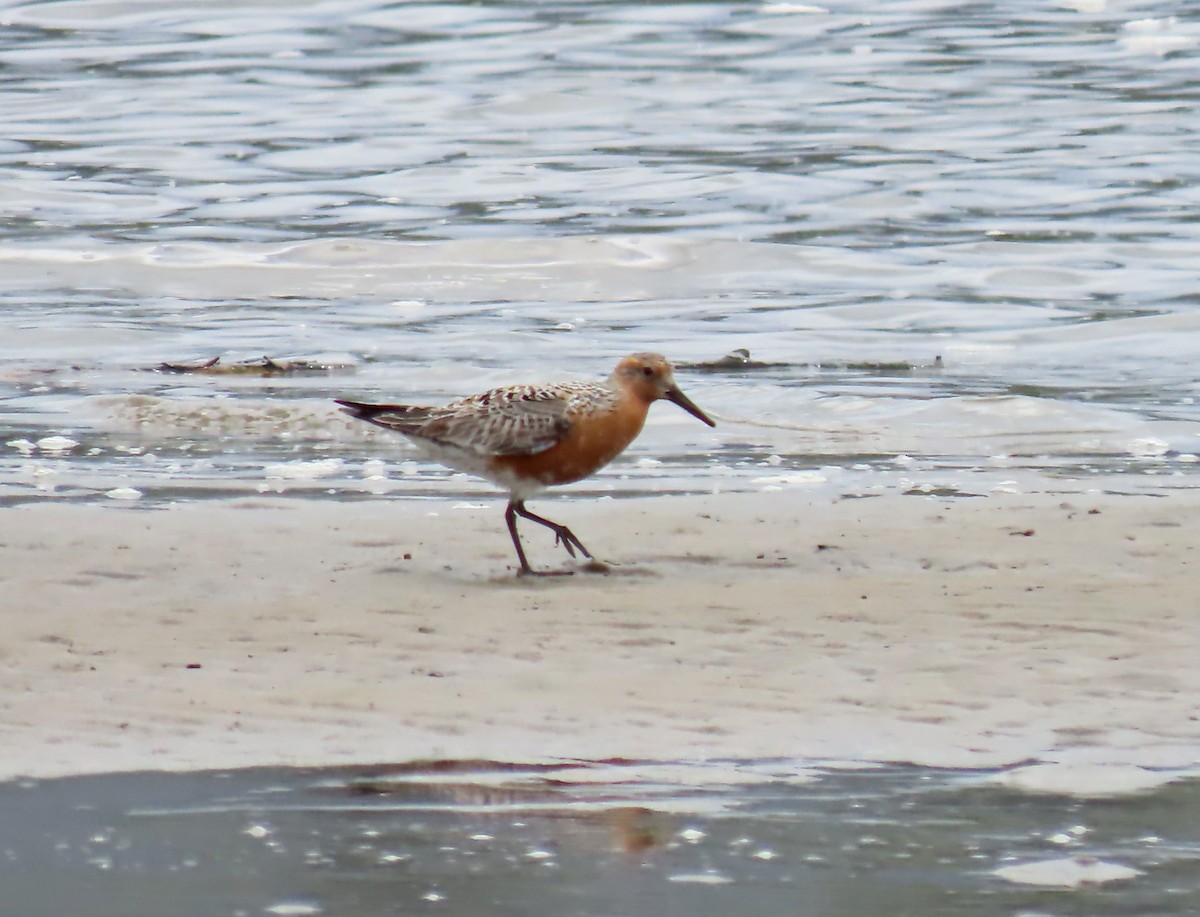 Red Knot - ML568048291