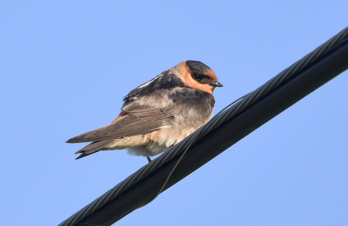 Cave Swallow - ML568055731