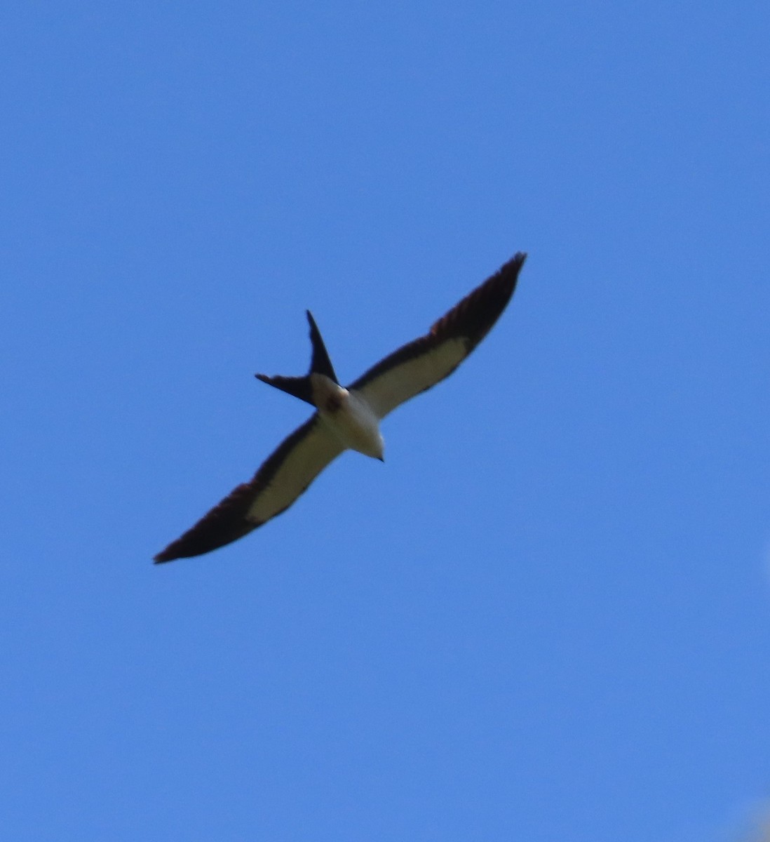 Swallow-tailed Kite - ML568056391