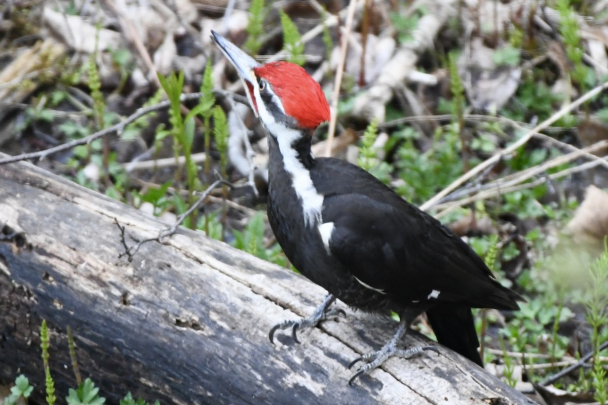 Pileated Woodpecker - ML568059871