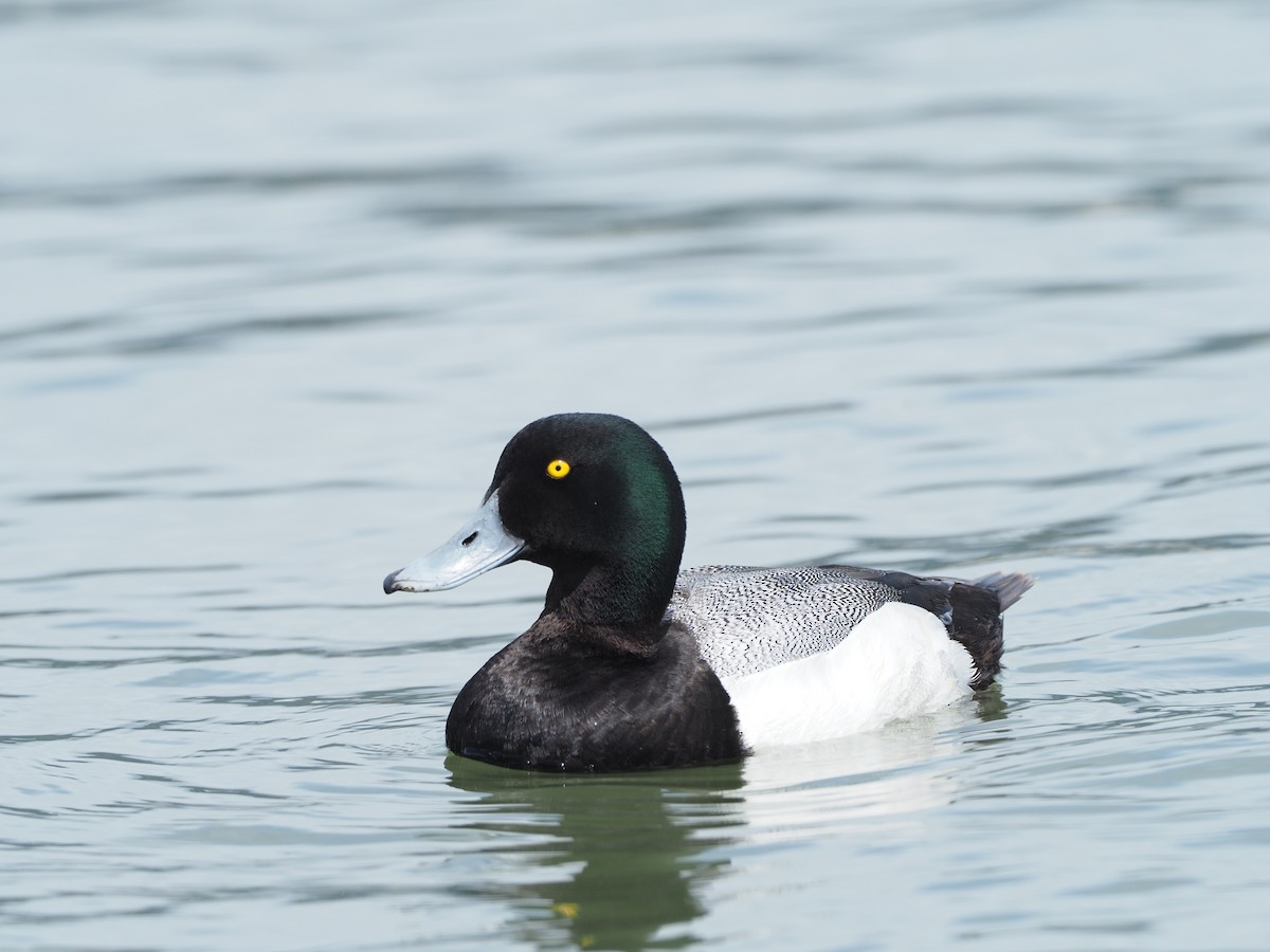 Greater/Lesser Scaup - ML568068131