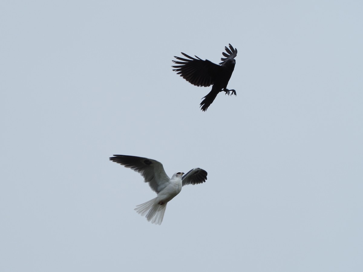 White-tailed Kite - Preston Mui