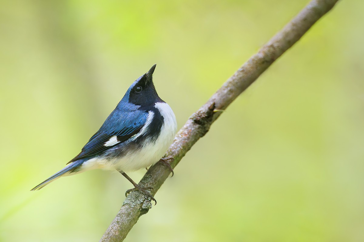 Black-throated Blue Warbler - Ryan Sanderson