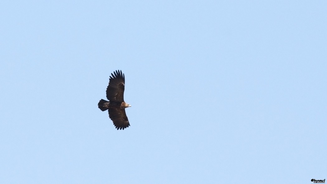 Greater Spotted Eagle - Ozgun Sozuer