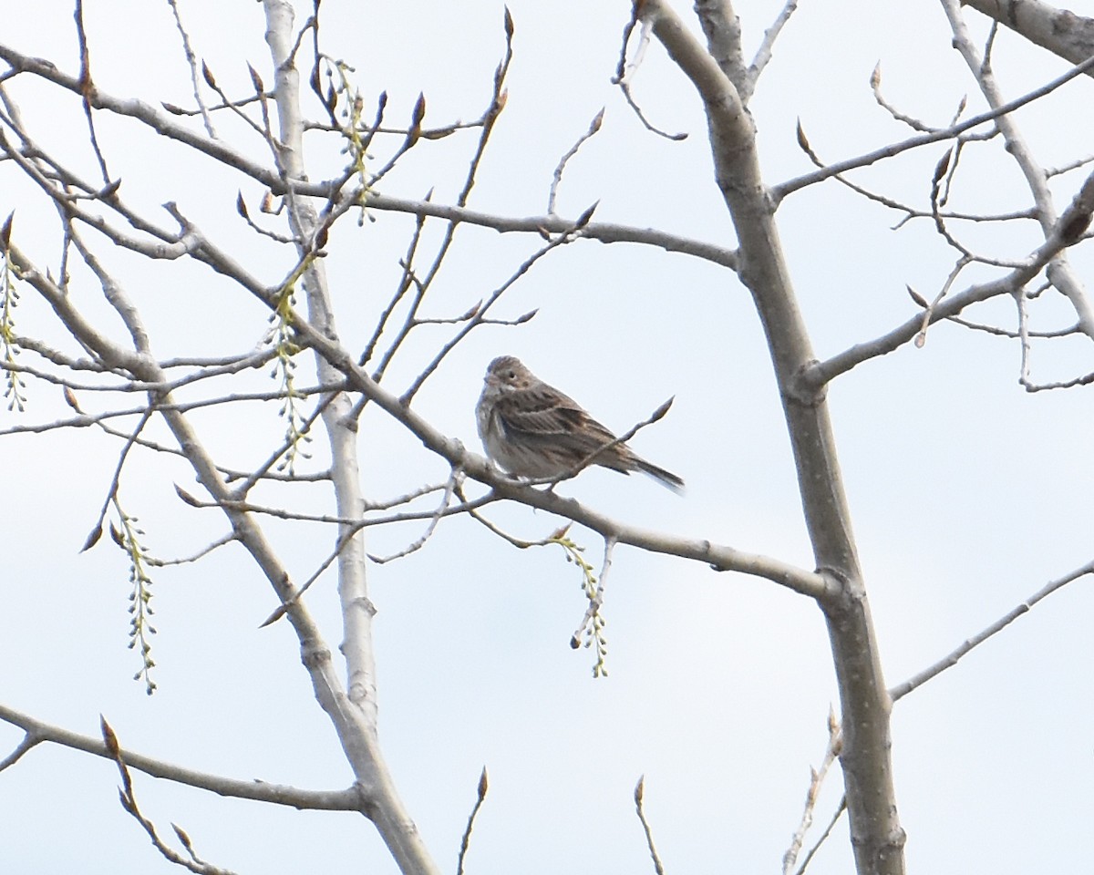 Vesper Sparrow - Brian Hicks