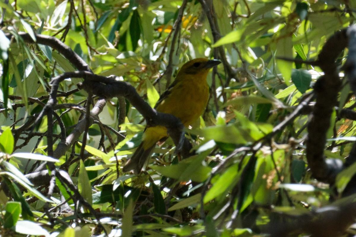 Ebird Checklist May Miller Canyon Trail Species Other Taxa