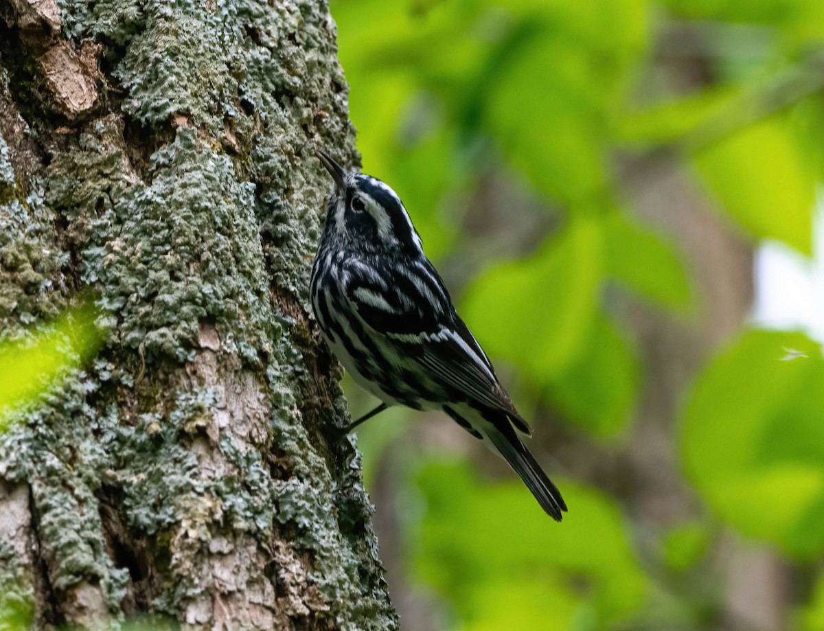 Black-and-white Warbler - ML568076281
