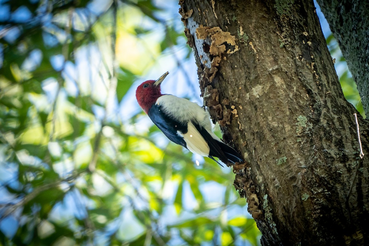 Red-headed Woodpecker - Tim Horvath