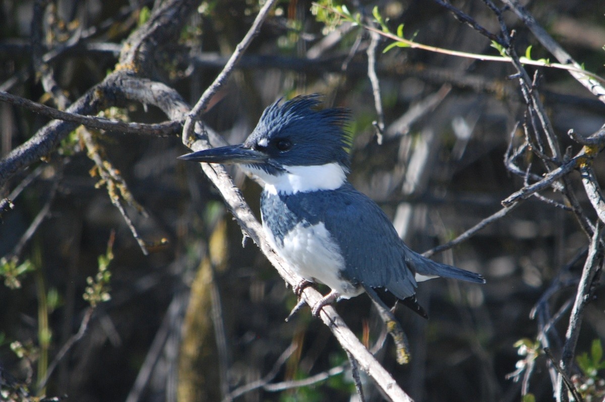 Belted Kingfisher - ML568086631
