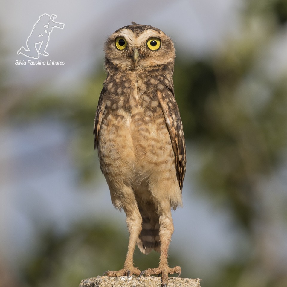 Burrowing Owl - ML56808931
