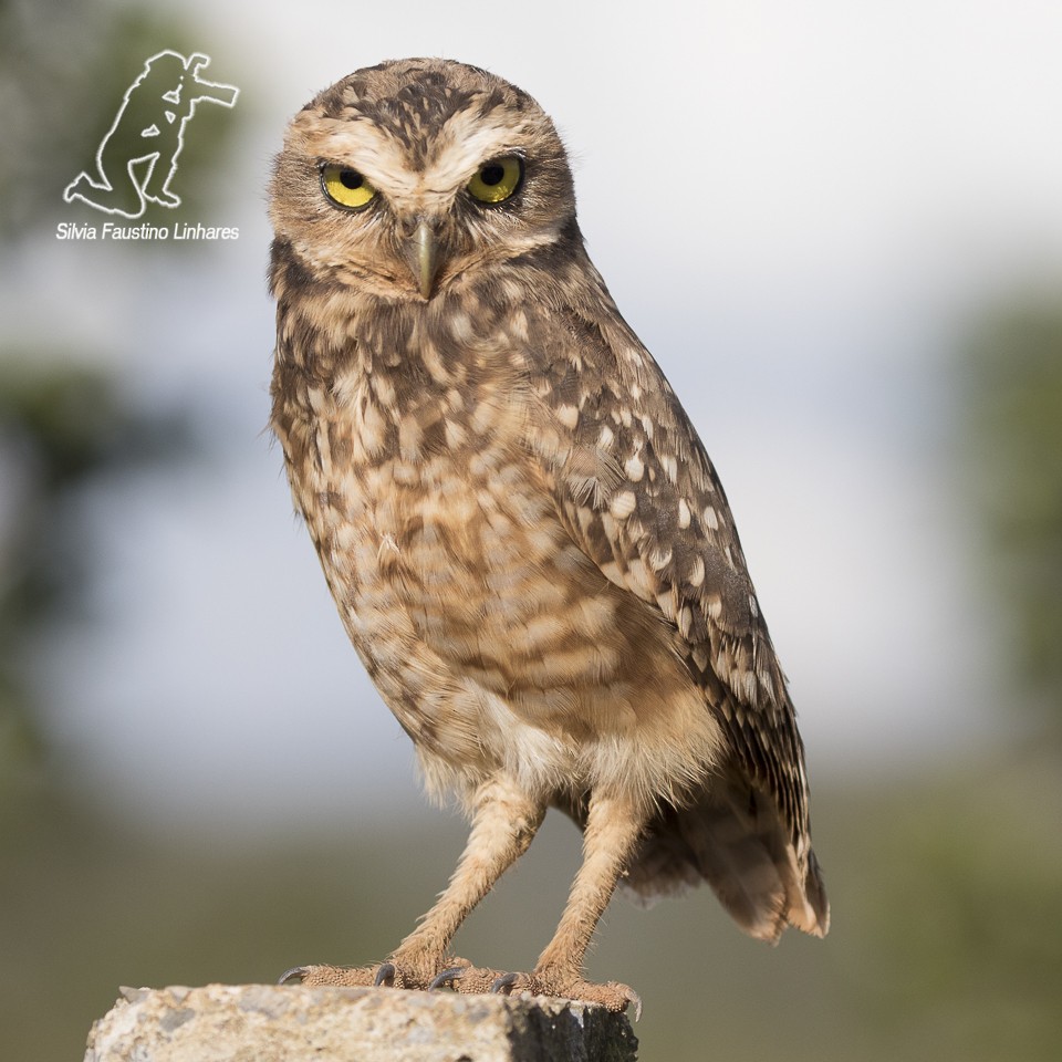 Burrowing Owl - Silvia Faustino Linhares
