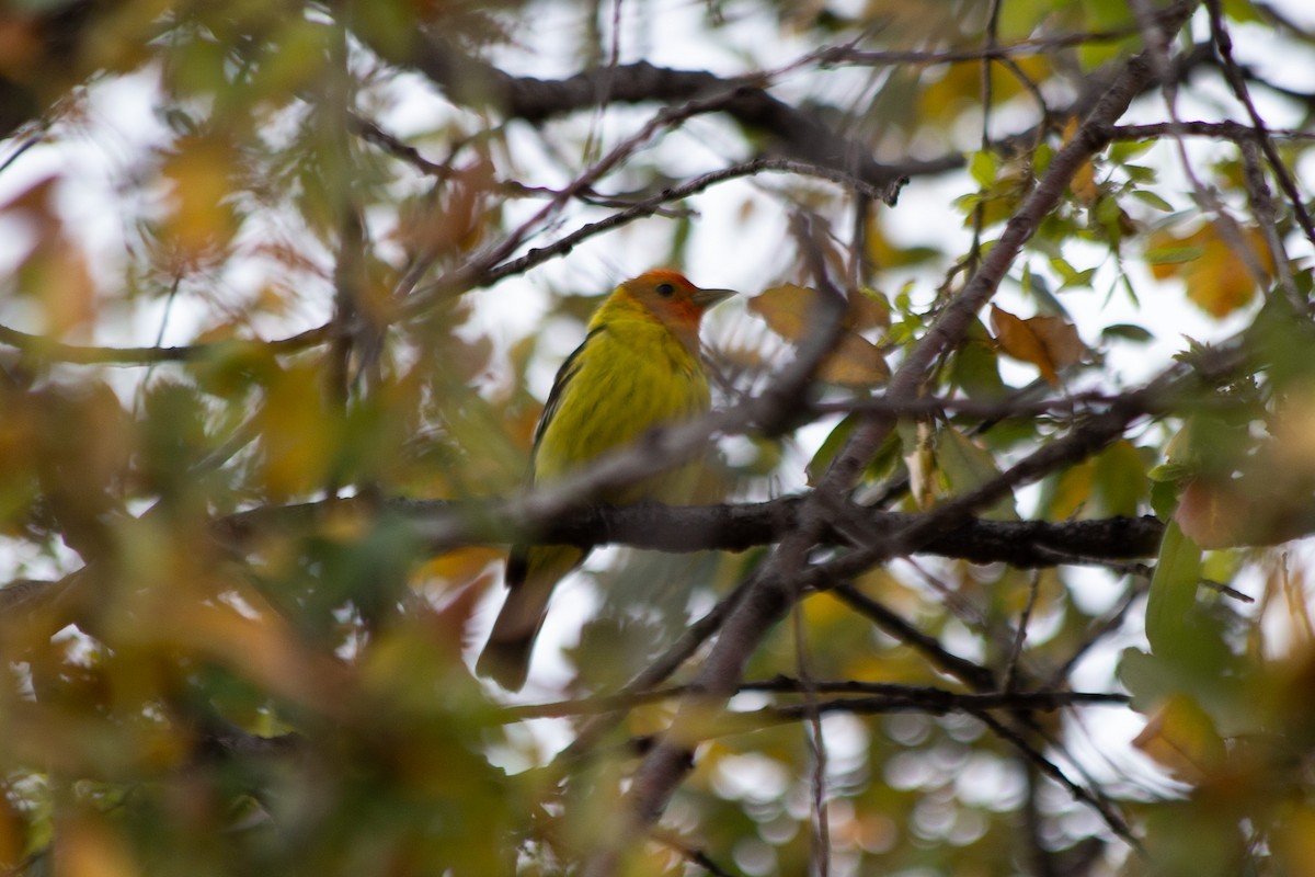 Western Tanager - ML568092371