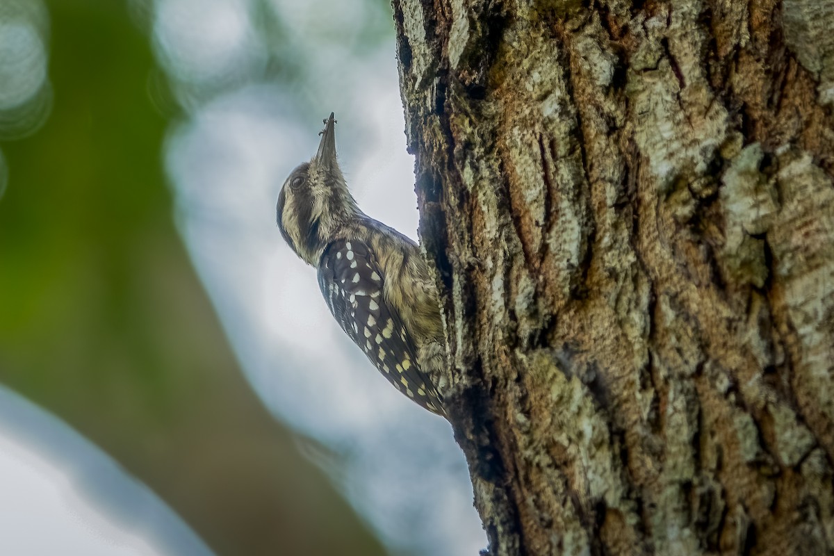 Sunda Pygmy Woodpecker - Bao Shen Yap