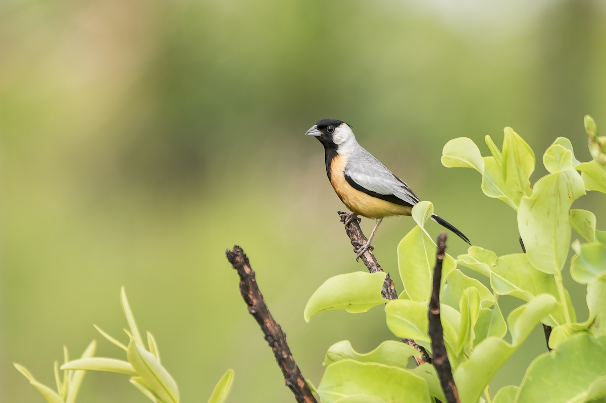 Coal-crested Finch - ML568097491