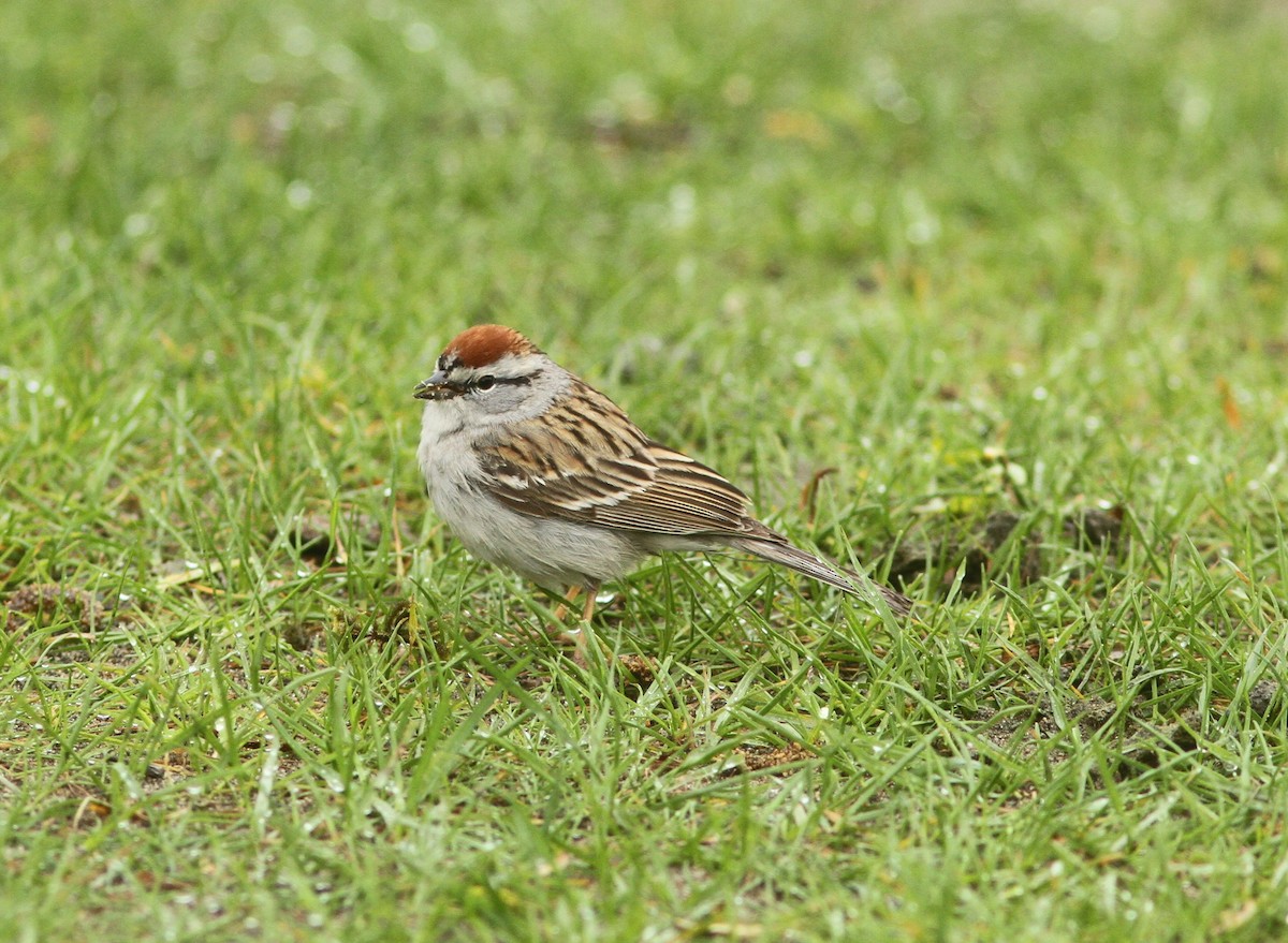 Chipping Sparrow - ML568100401