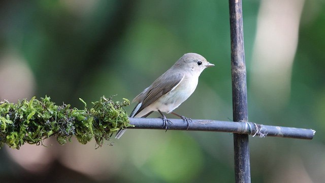 Red-breasted Flycatcher - ML568101291