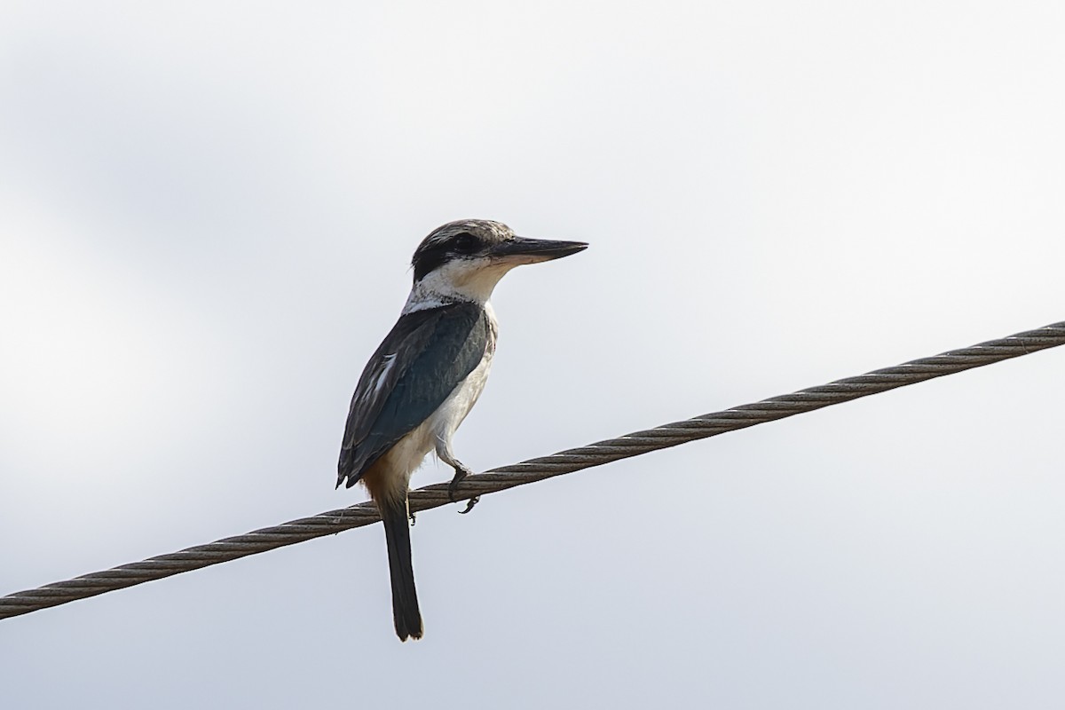 Red-backed Kingfisher - ML568101531