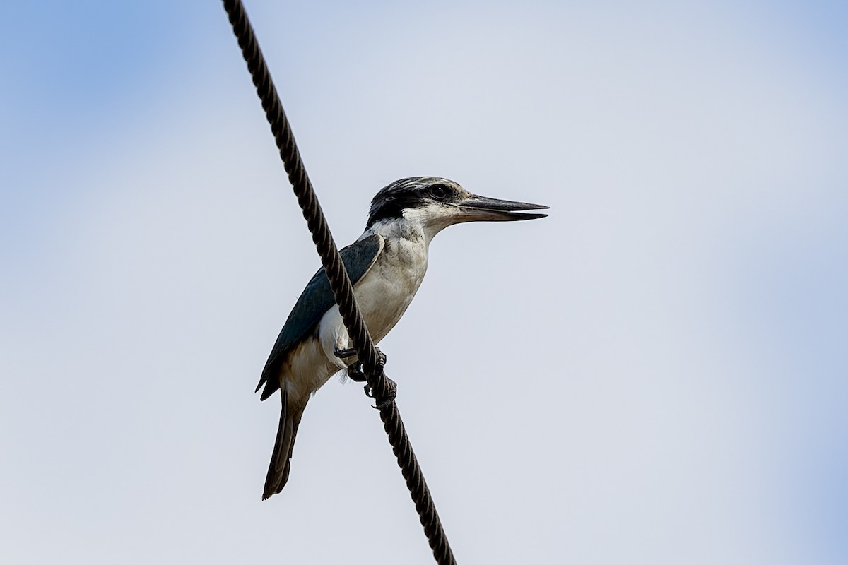 Red-backed Kingfisher - ML568101551