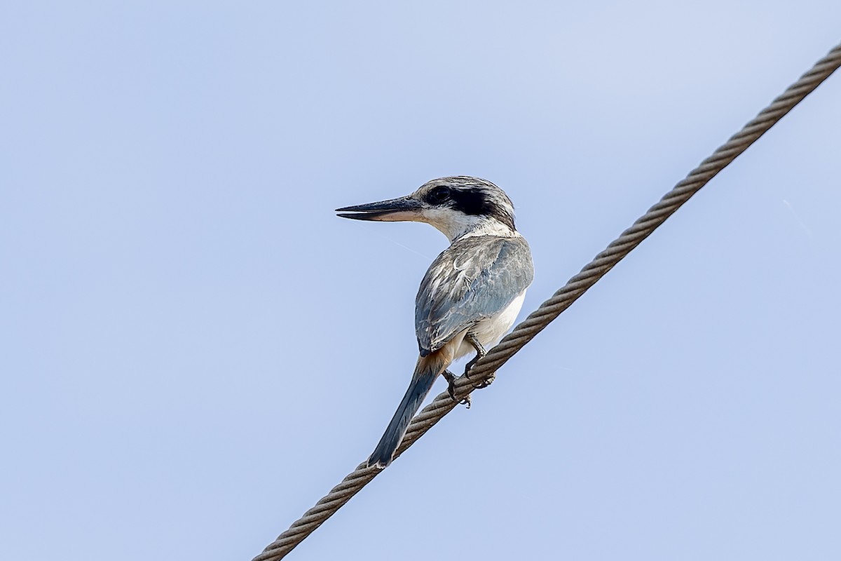 Red-backed Kingfisher - ML568101561