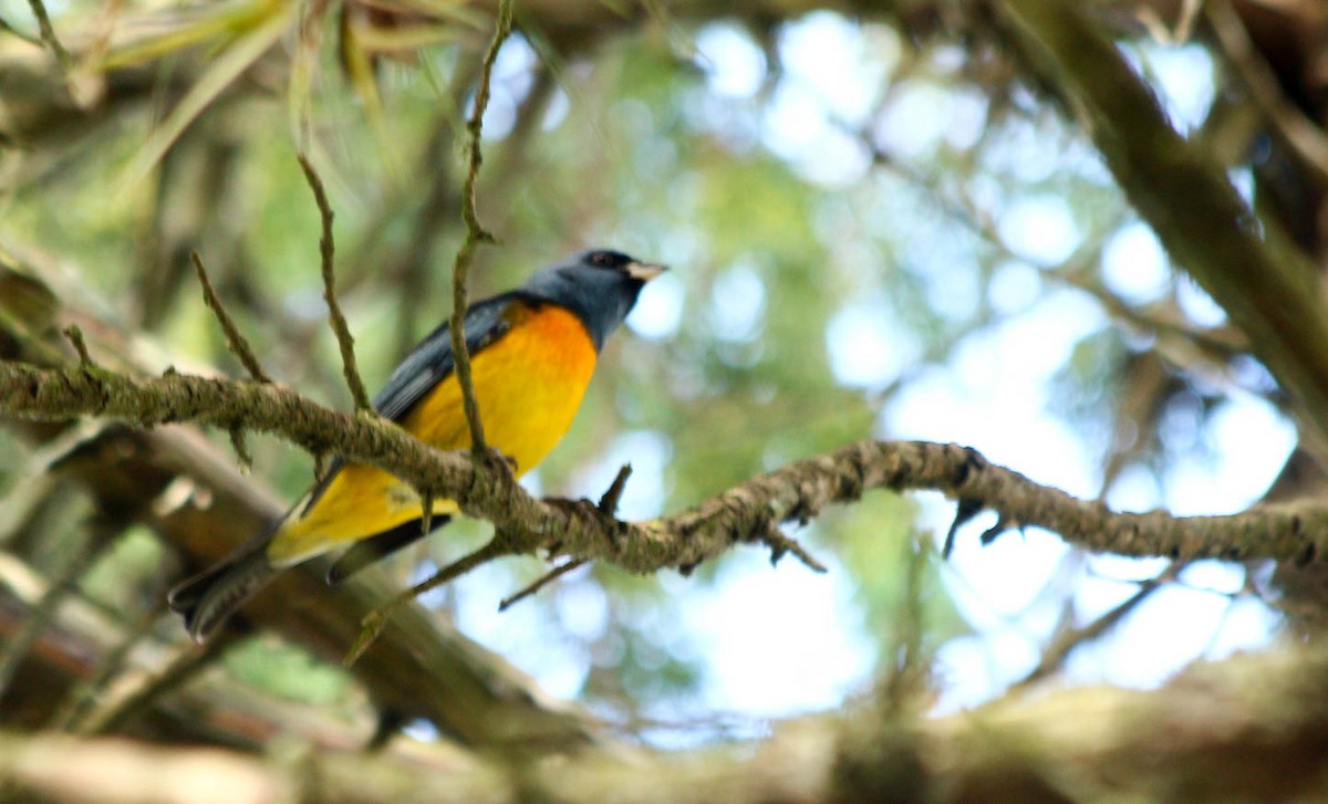 Blue-and-yellow Tanager - ML56810361