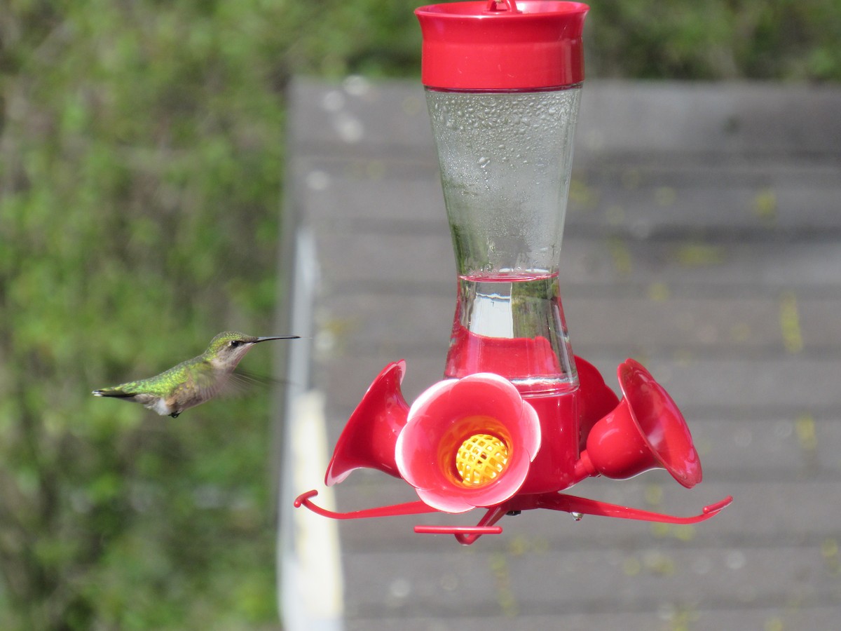 Ruby-throated Hummingbird - ML56810401