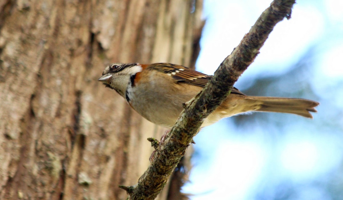 Rufous-collared Sparrow - ML56810611