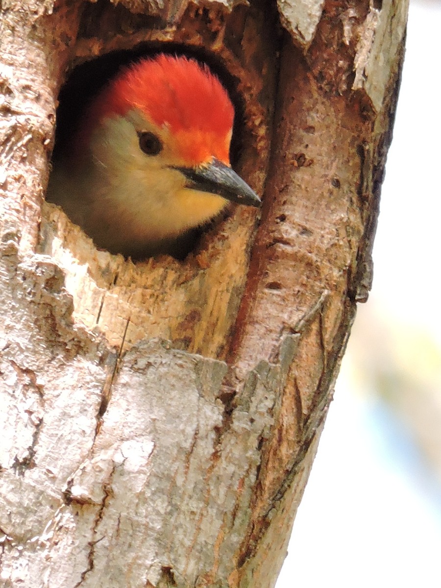 Red-bellied Woodpecker - Gail DeLalla