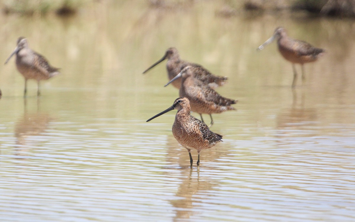 Long-billed Dowitcher - ML568116041