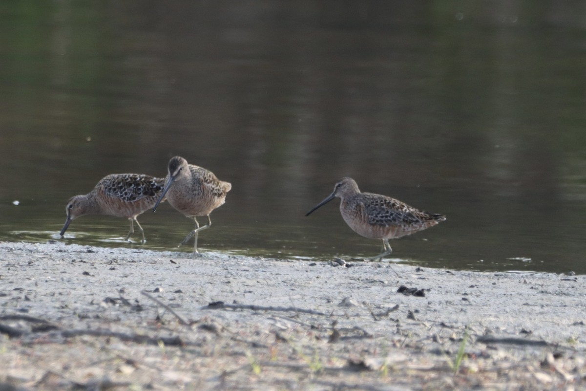 Long-billed Dowitcher - ML568116241