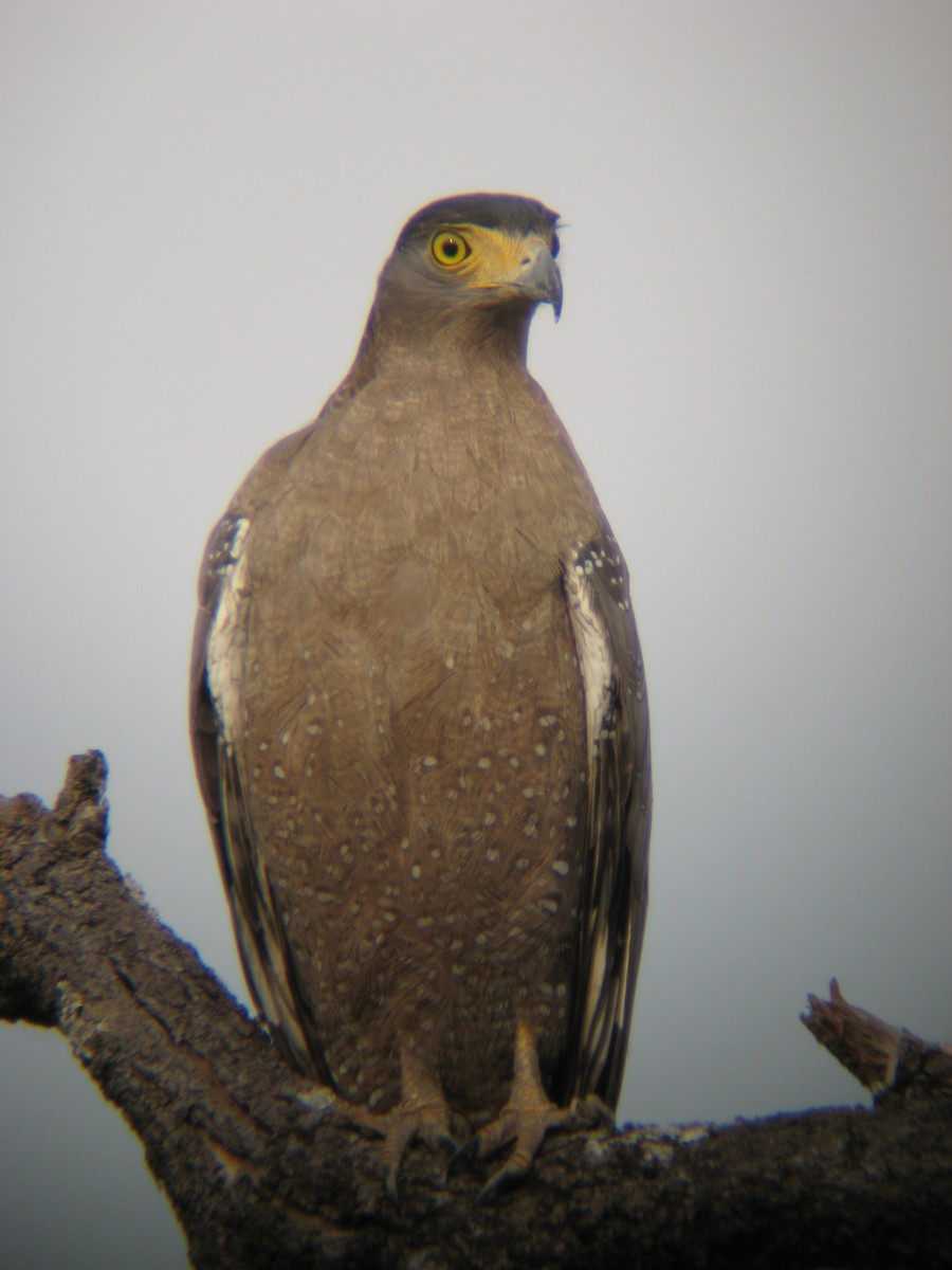 Crested Serpent-Eagle - ML568116901