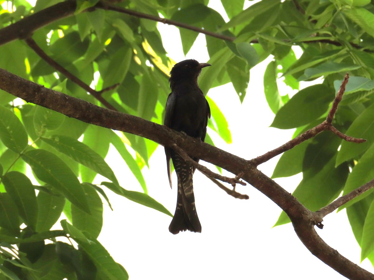 Square-tailed Drongo-Cuckoo - ML568118491