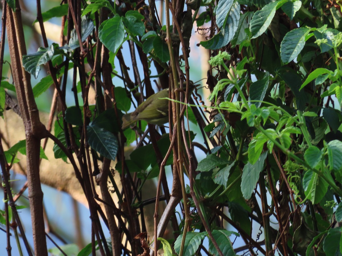 Davison's Leaf Warbler - ML568119351