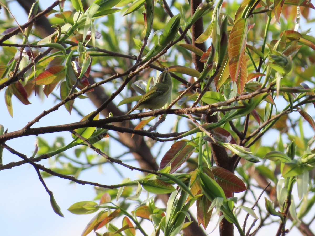 Davison's Leaf Warbler - ML568120101