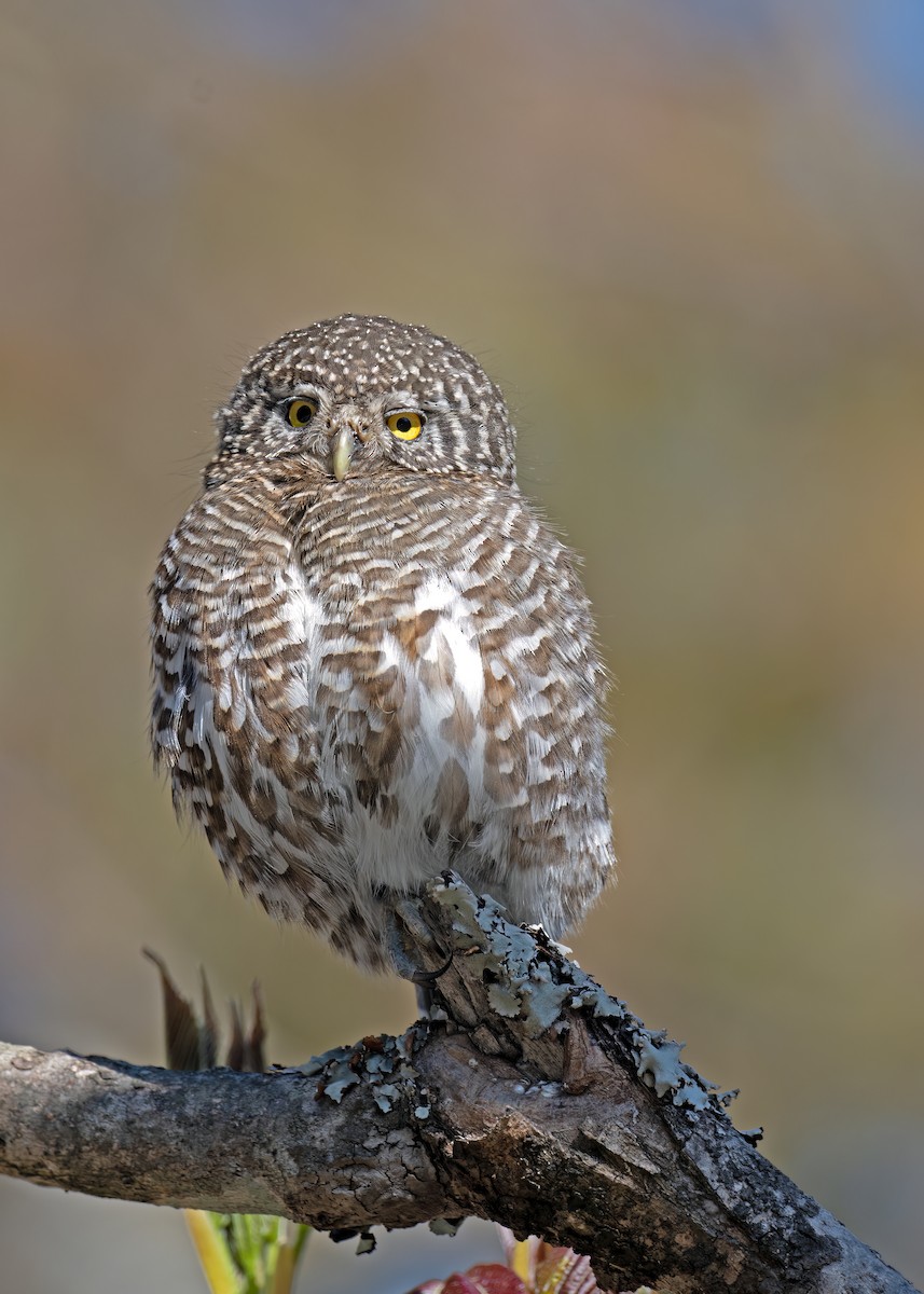 Collared Owlet - ML568120651