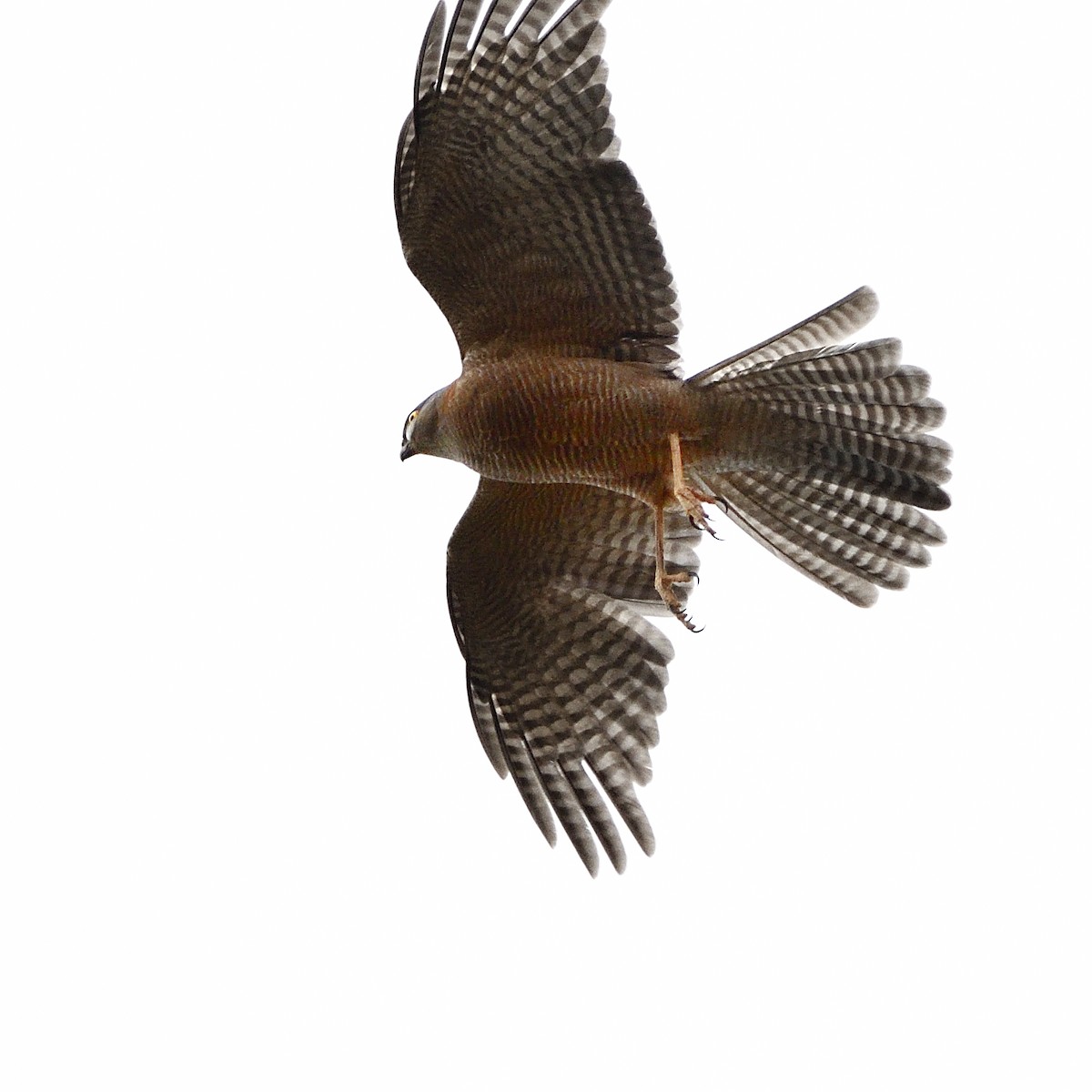 Collared Sparrowhawk - ML568121111