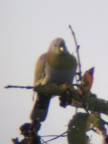 Желтоногий зелёный голубь - ML568122881