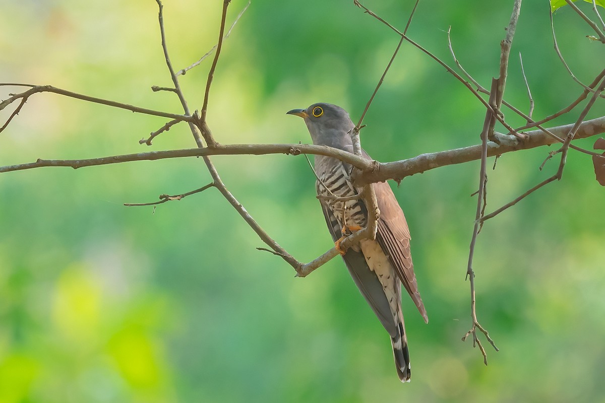 Indian Cuckoo - Rajkumar Das