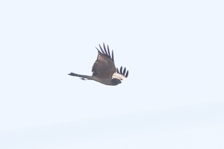 Spotted Harrier - ML568127421