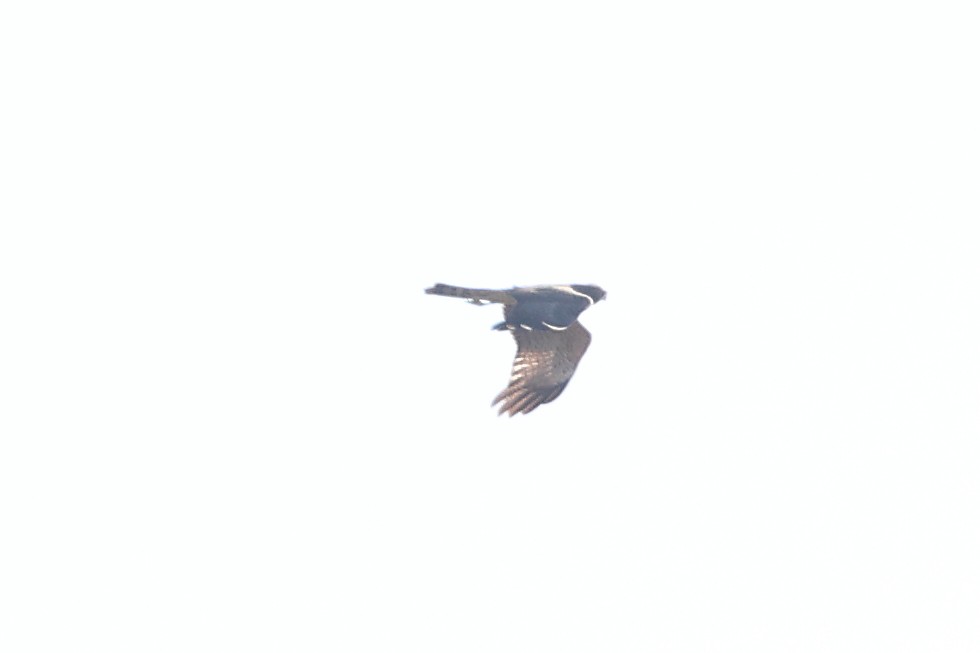 Spotted Harrier - ML568127431