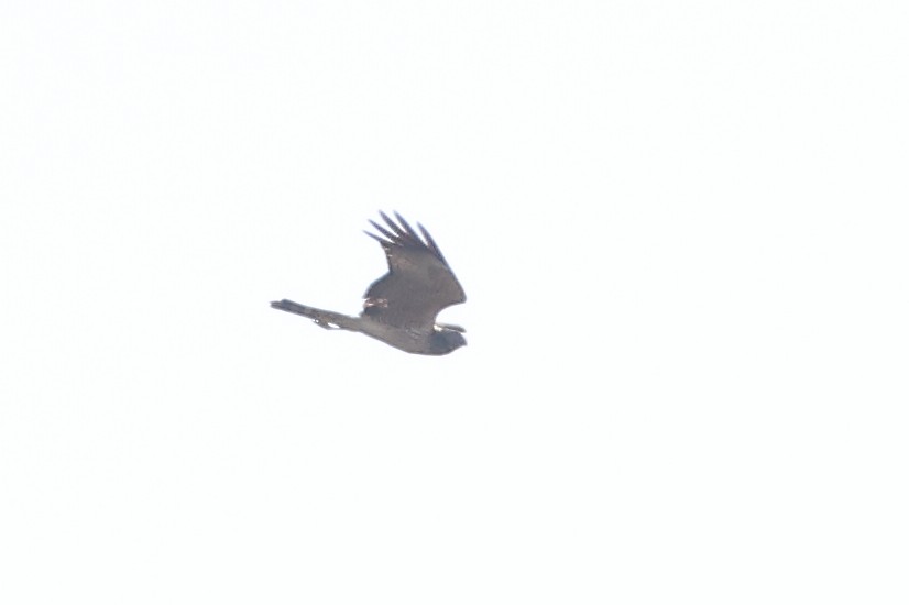 Spotted Harrier - ML568127441