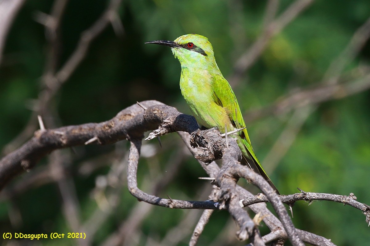 Asian Green Bee-eater - ML568132711