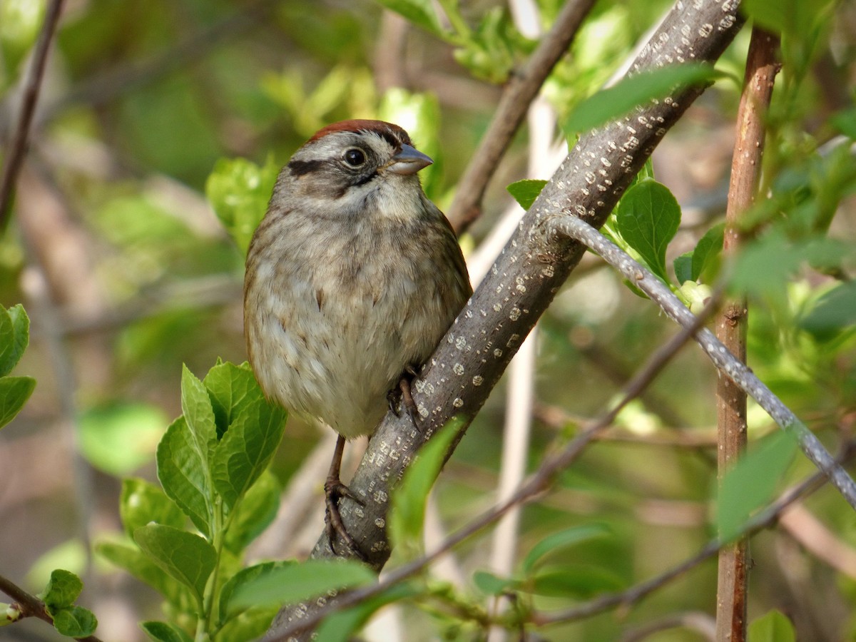 Swamp Sparrow - Chao Jimmy Wu