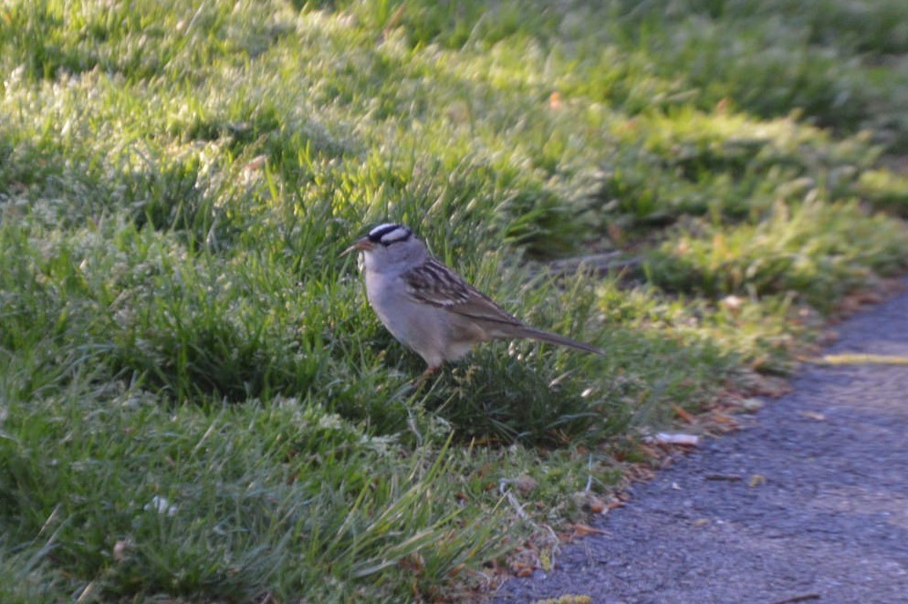White-crowned Sparrow - Michael Mulqueen