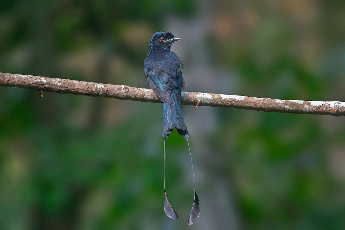Greater Racket-tailed Drongo - ML568137111