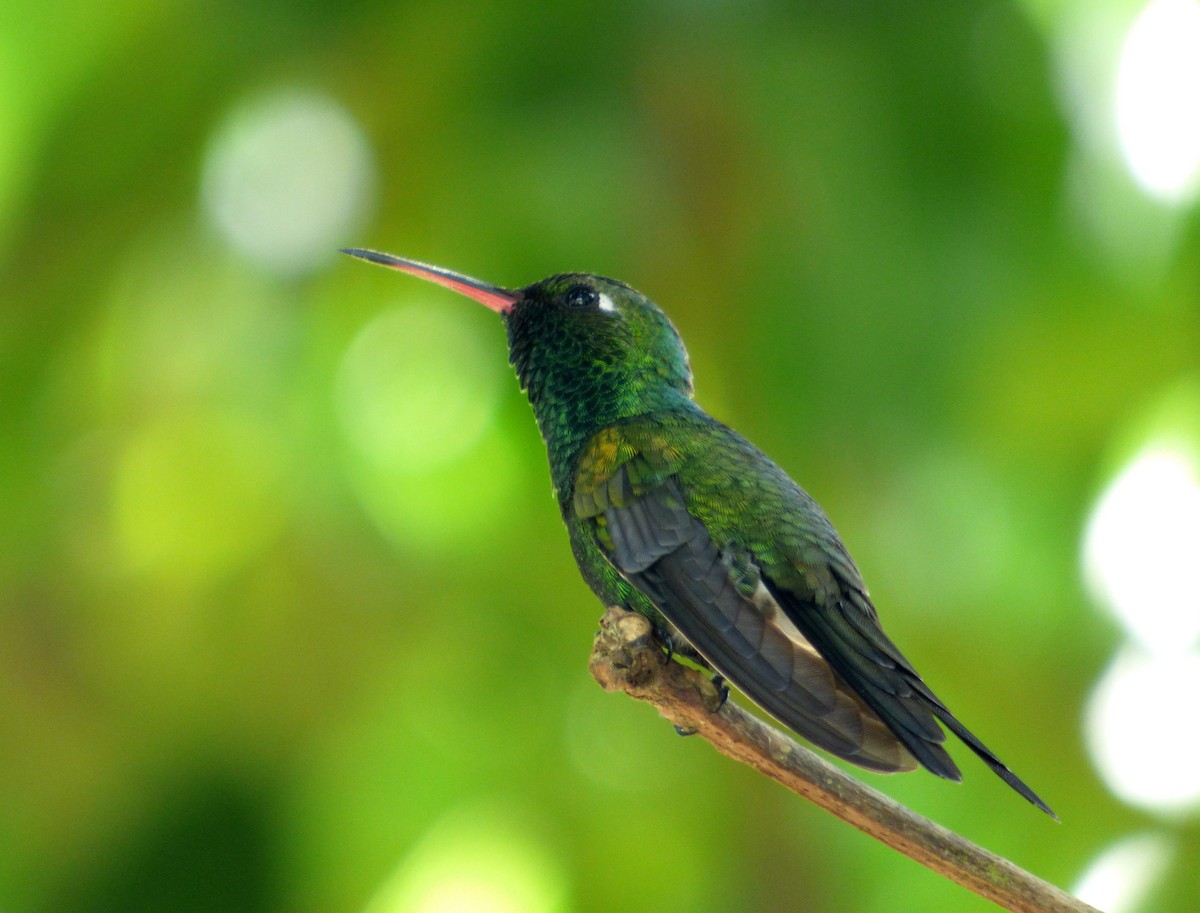 kolibřík kubánský - ML568140001