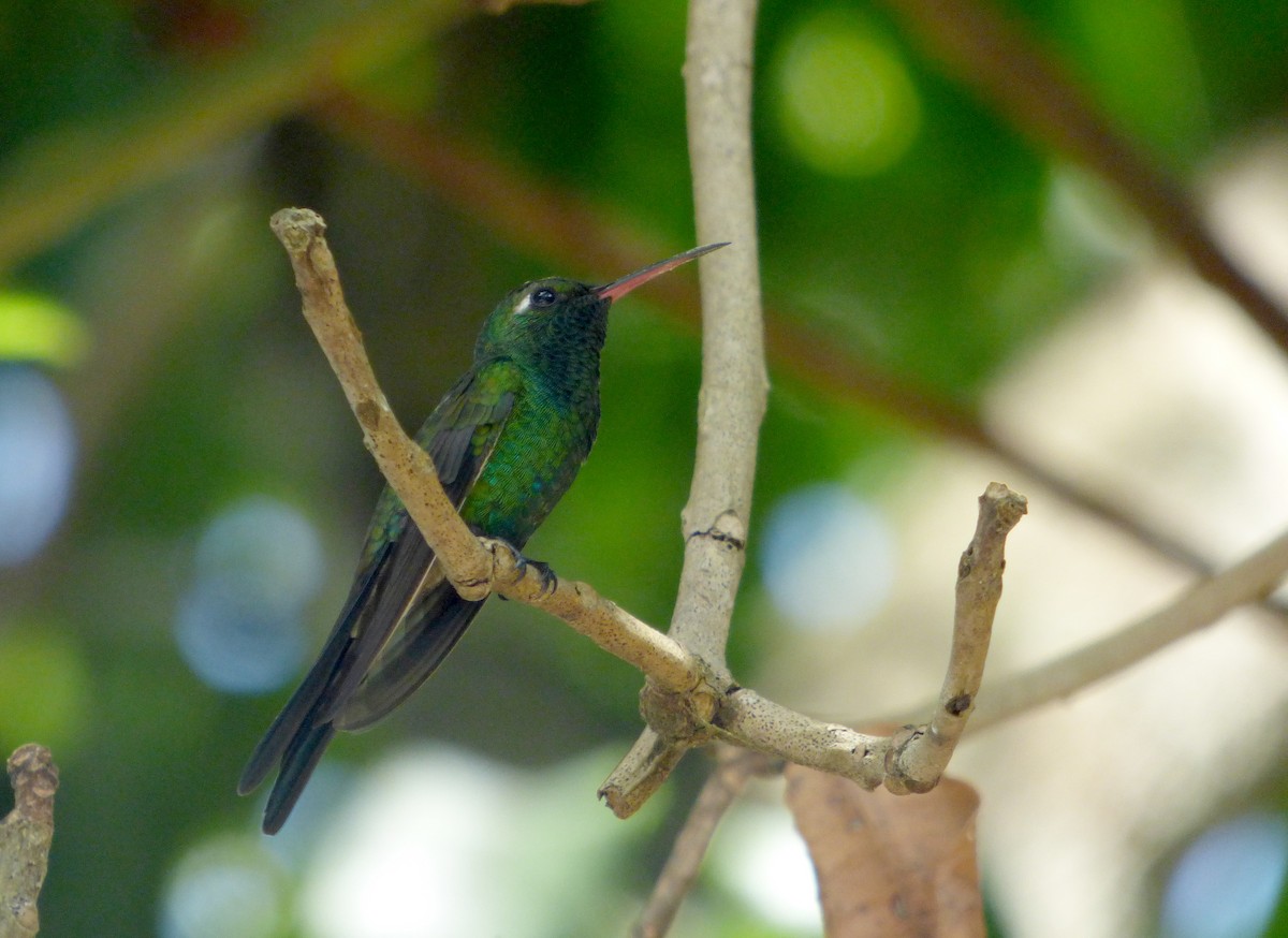 kolibřík kubánský - ML568140011
