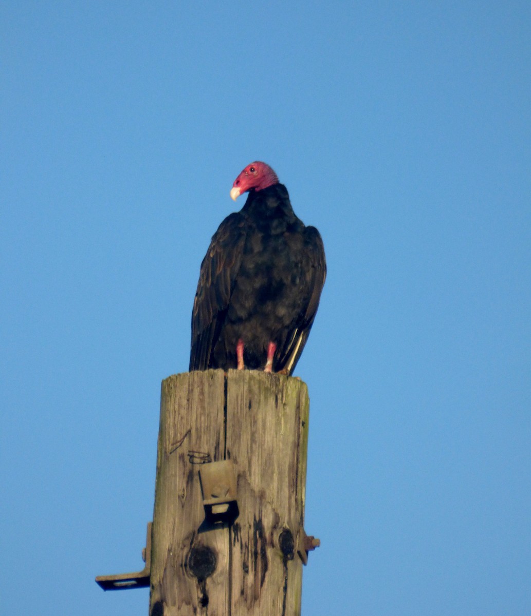 Turkey Vulture - ML568140151